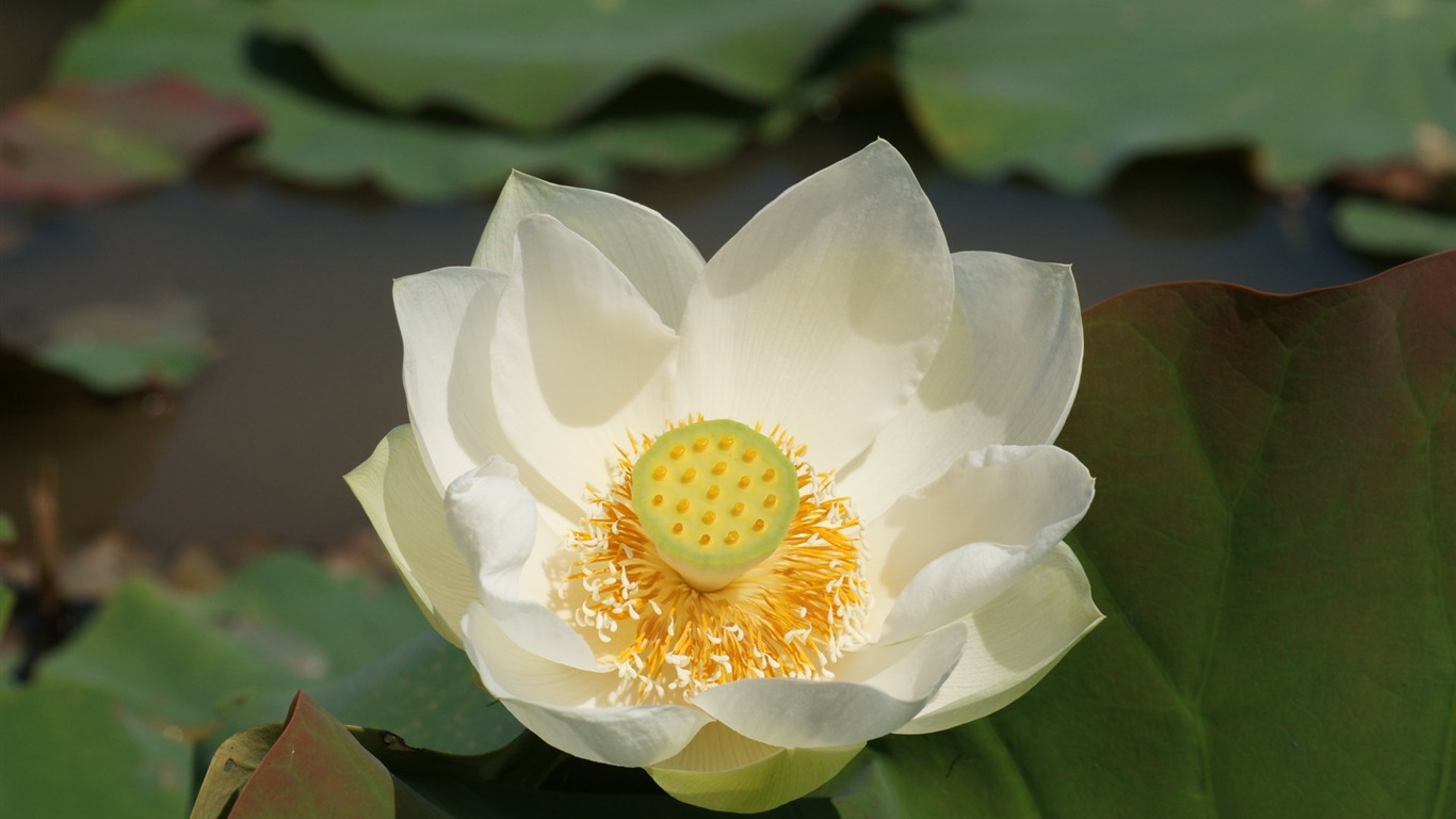 Lotus фото обои (1) #18 - 1366x768