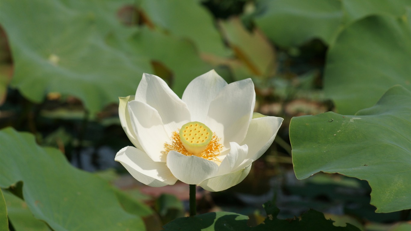 Lotus фото обои (1) #19 - 1366x768