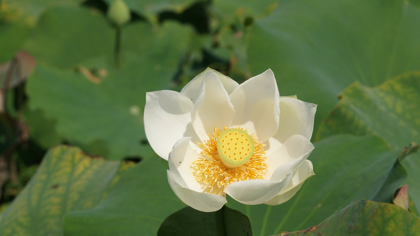 Lotus фото обои (1) #20 - 1366x768
