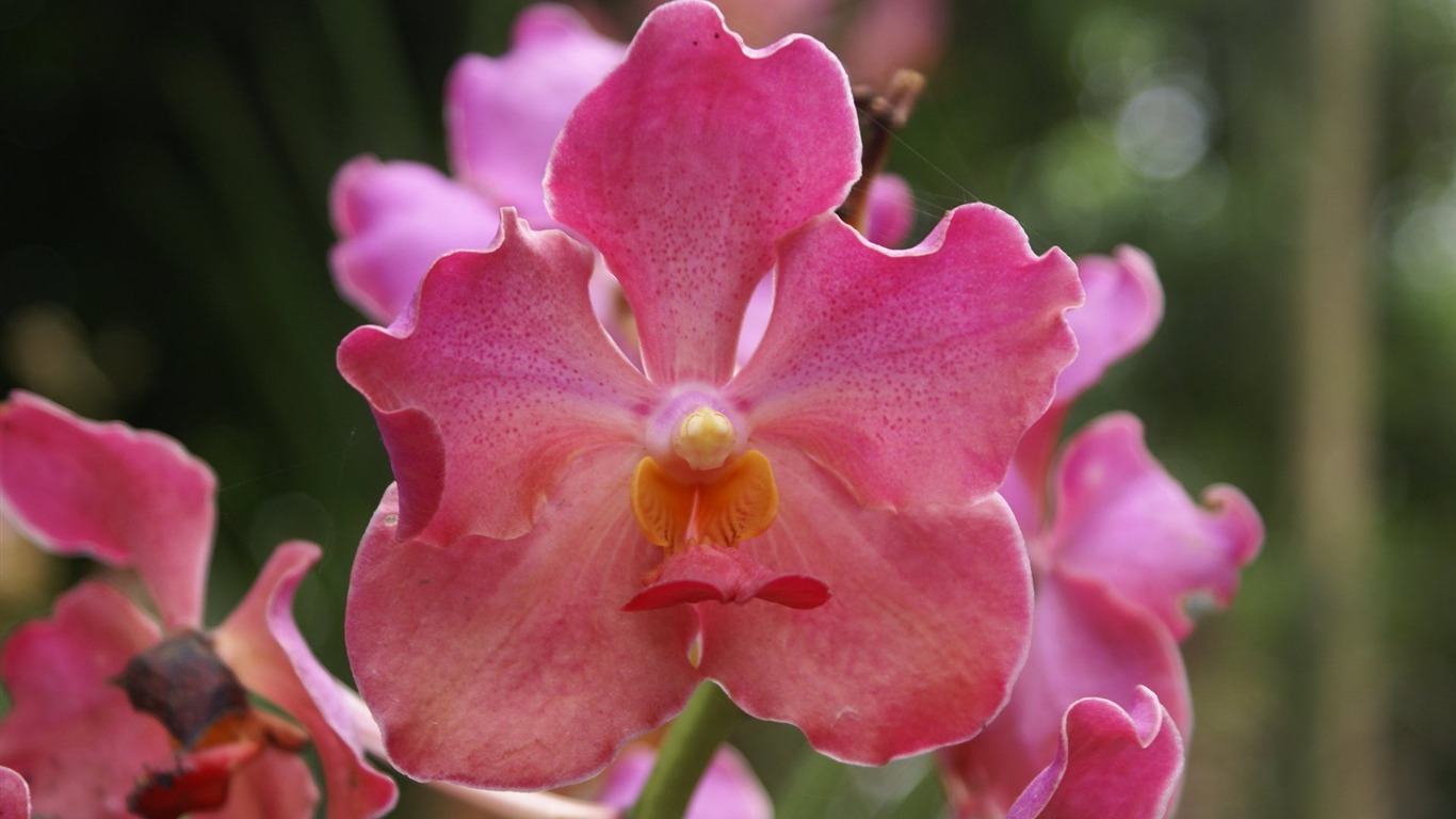 Орхидея обои фото (2) #1 - 1366x768