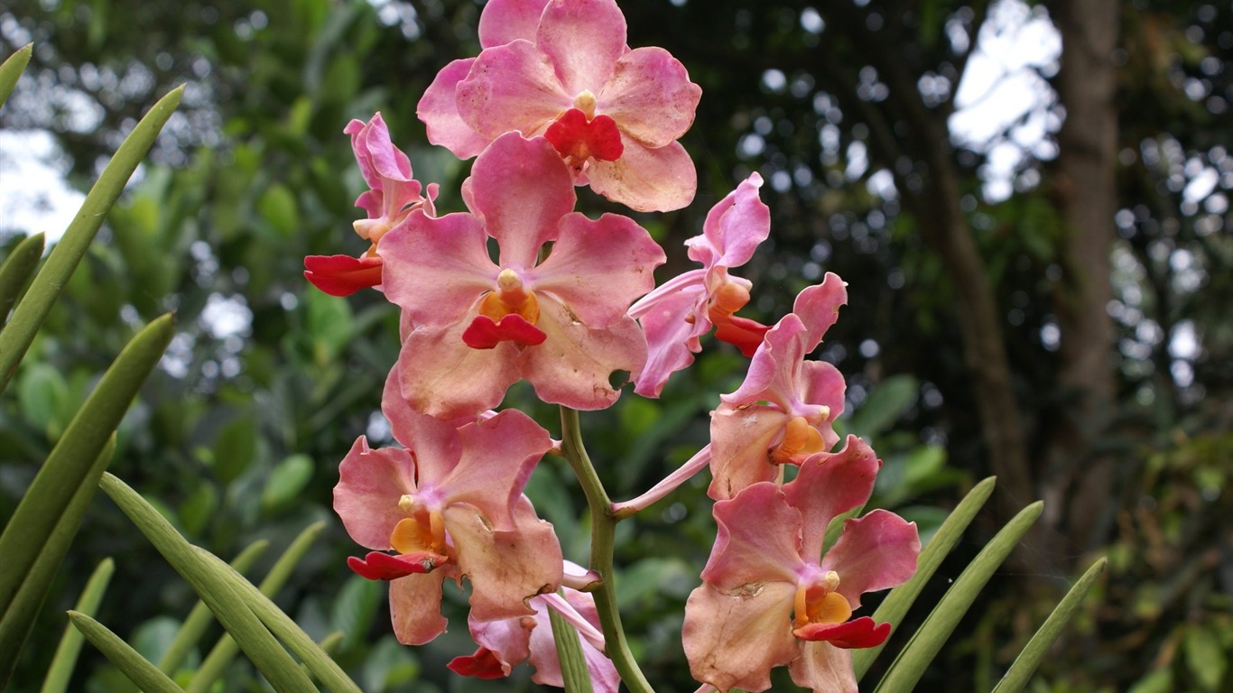 Орхидея обои фото (2) #2 - 1366x768