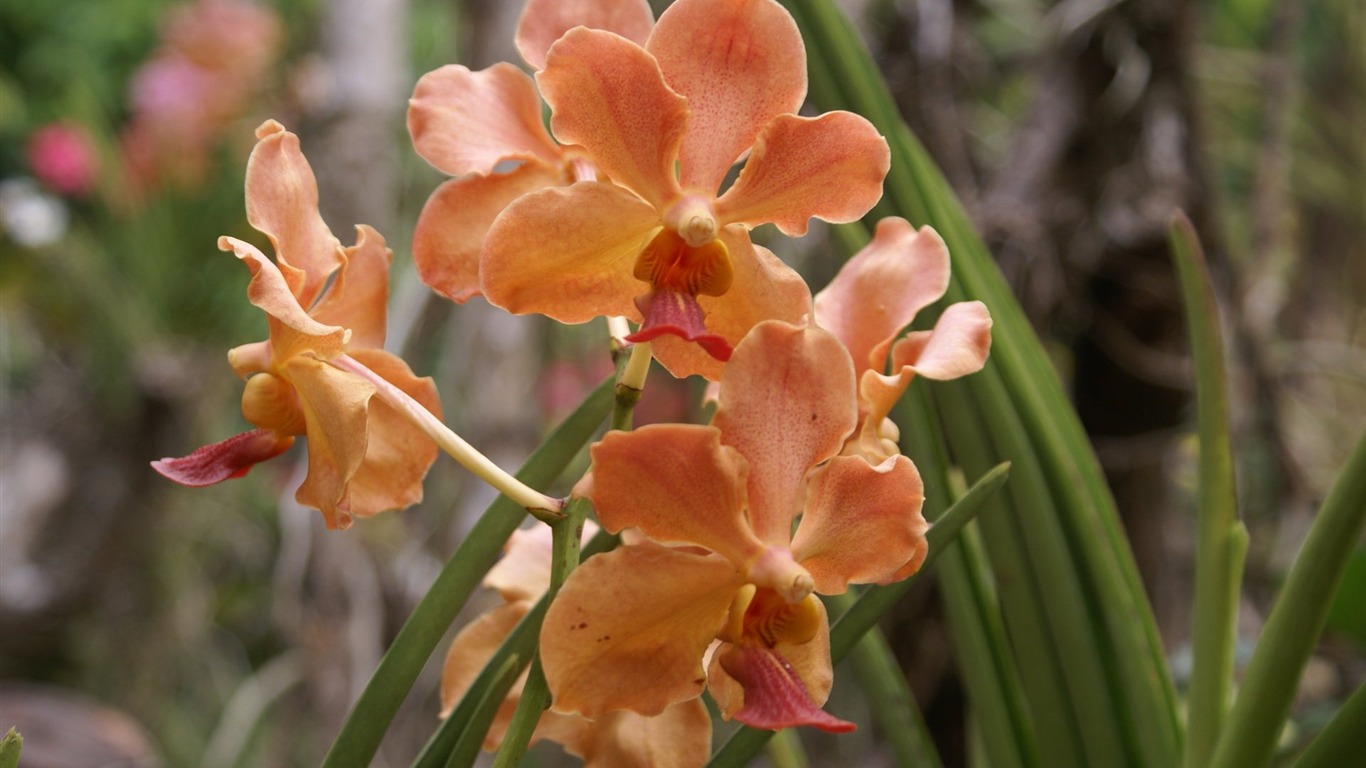 Орхидея обои фото (2) #3 - 1366x768