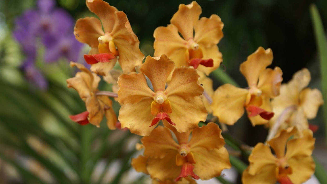 Орхидея обои фото (2) #5 - 1366x768