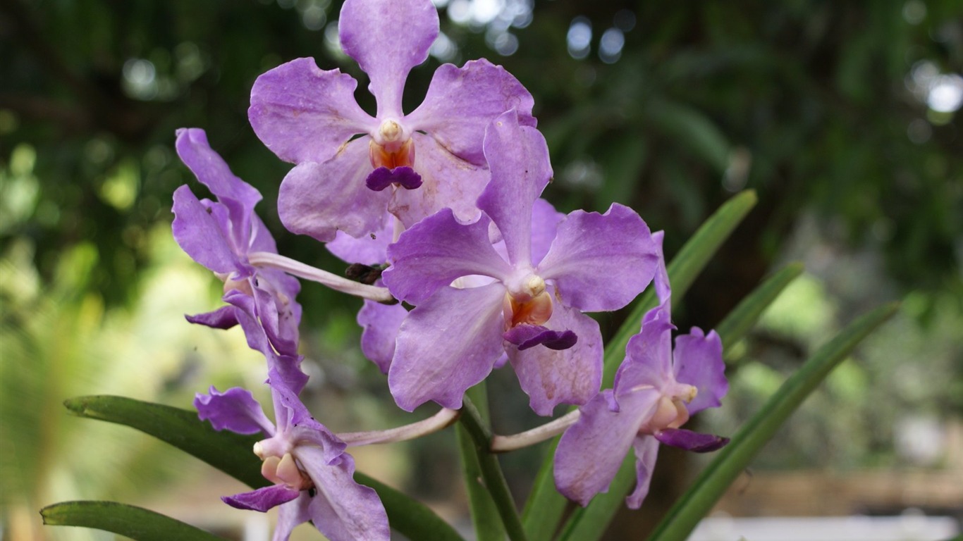 Орхидея обои фото (2) #6 - 1366x768