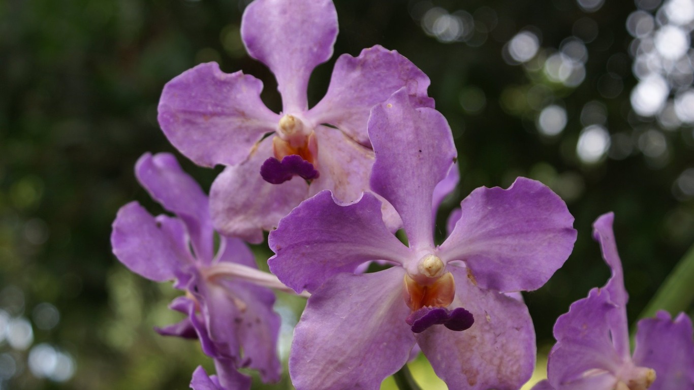 Орхидея обои фото (2) #7 - 1366x768