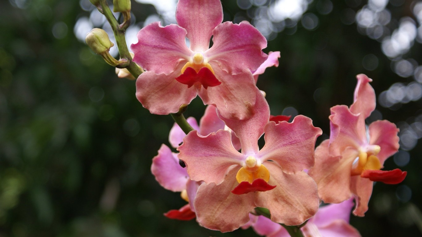 Орхидея обои фото (2) #9 - 1366x768