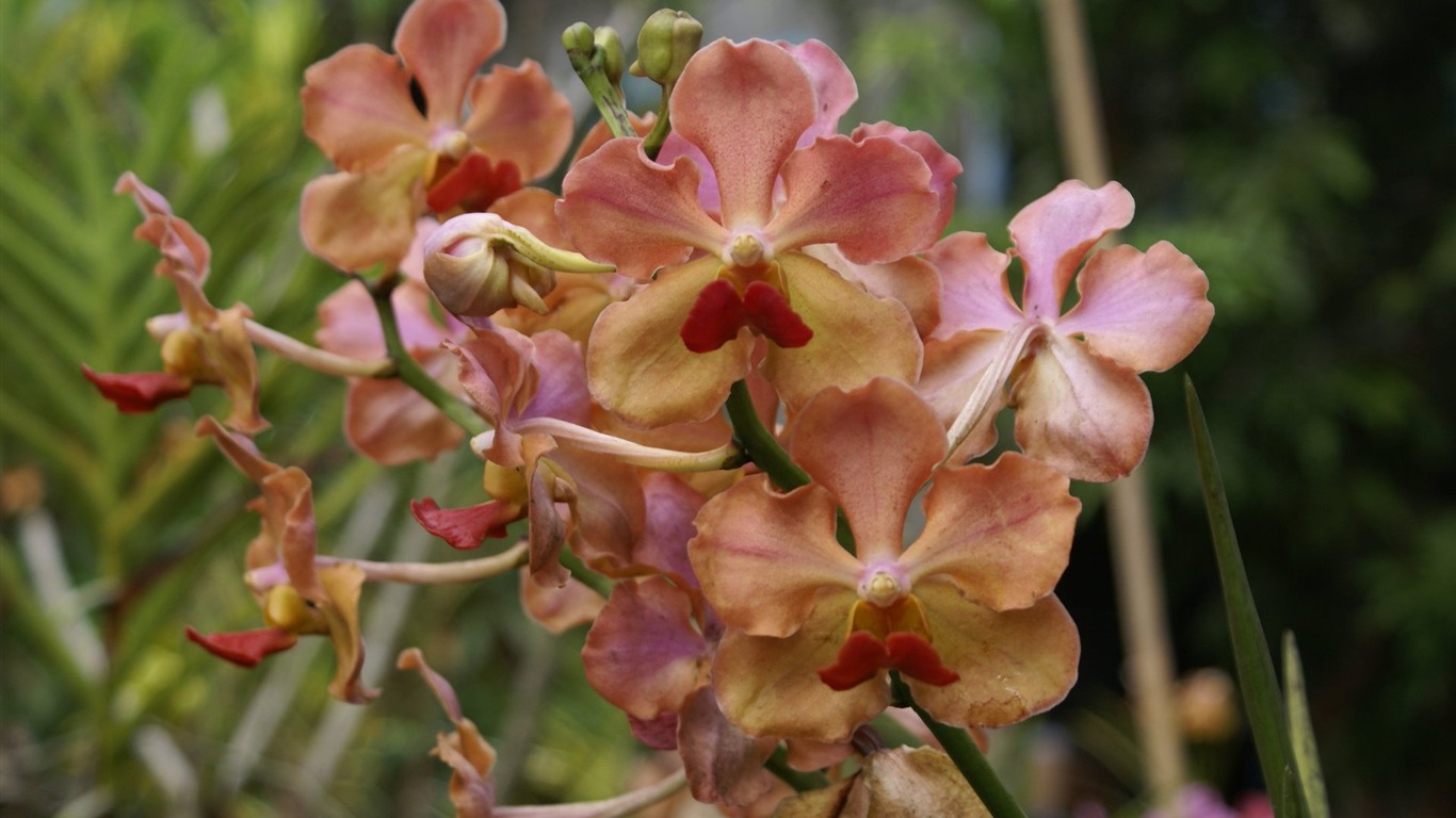 Орхидея обои фото (2) #10 - 1366x768