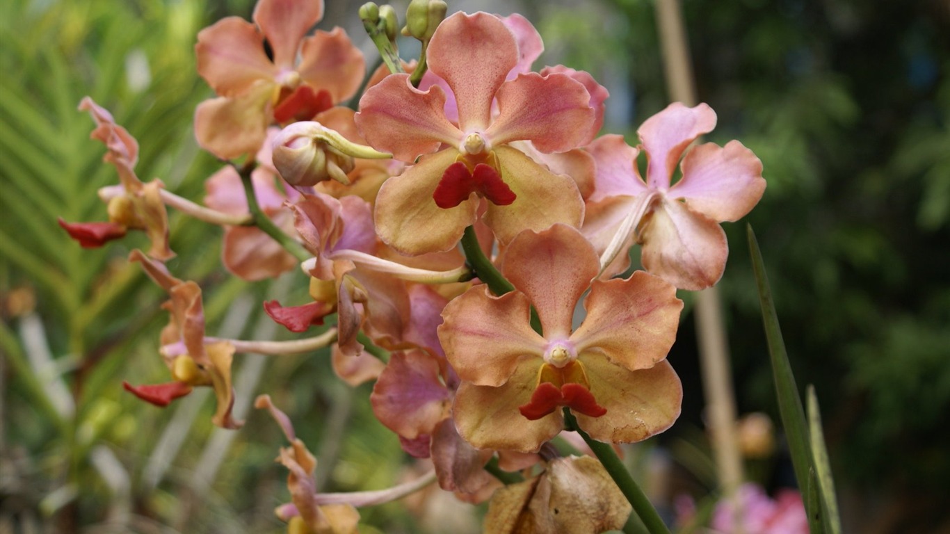 Орхидея обои фото (2) #11 - 1366x768