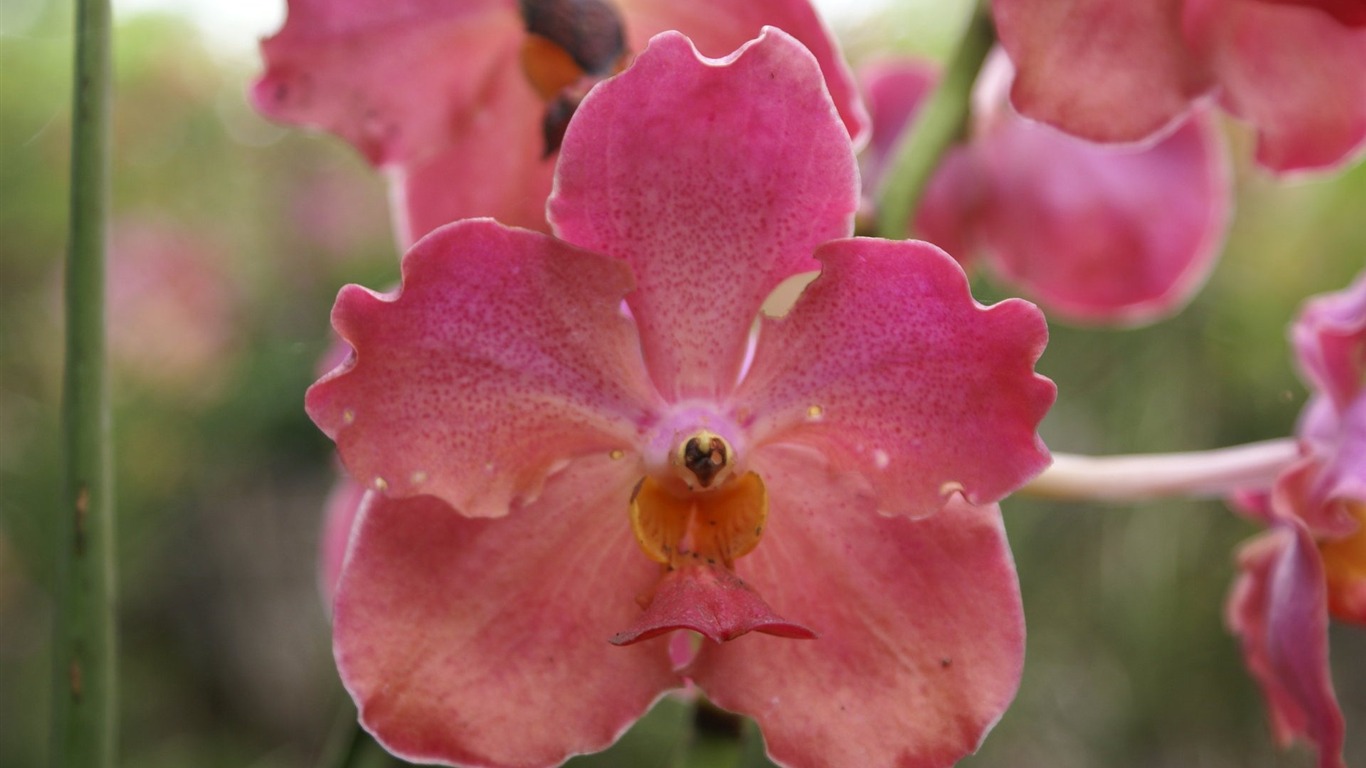 Орхидея обои фото (2) #13 - 1366x768