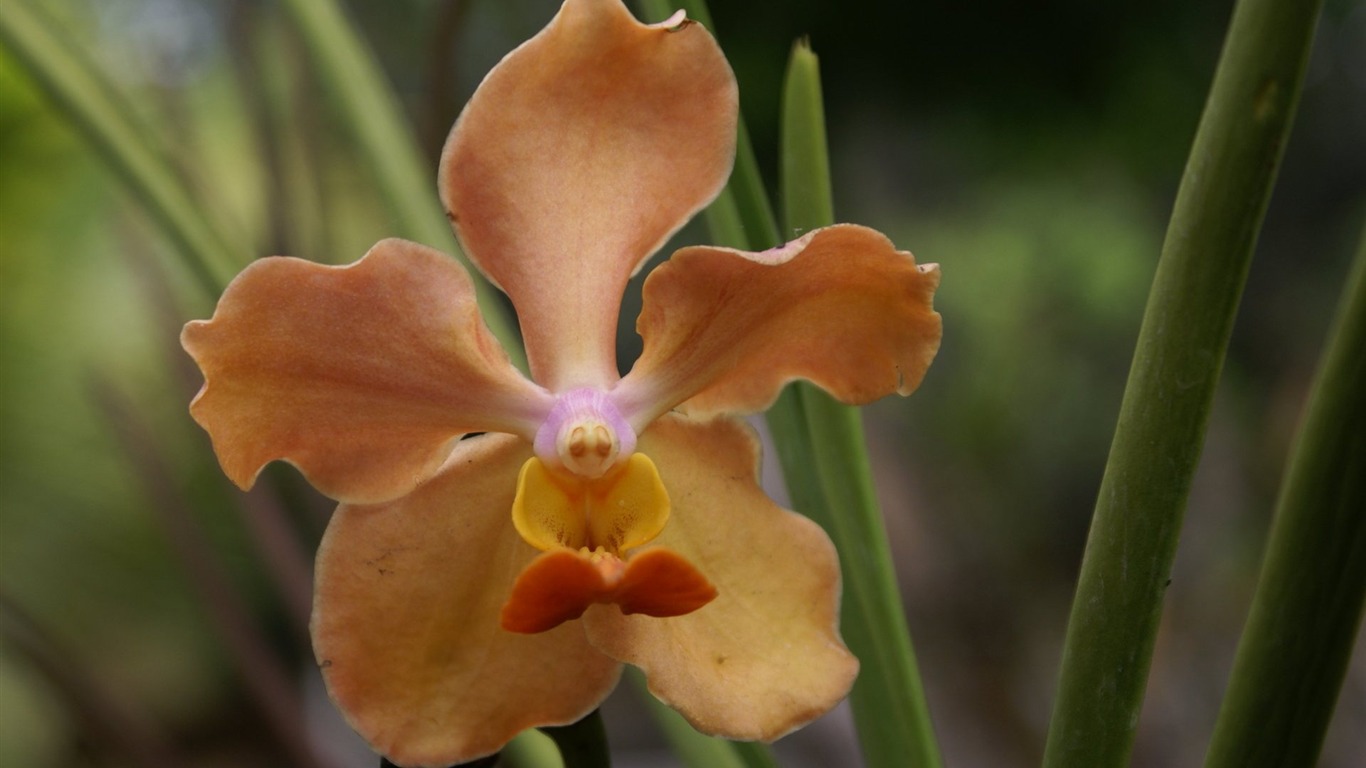 Орхидея обои фото (2) #14 - 1366x768