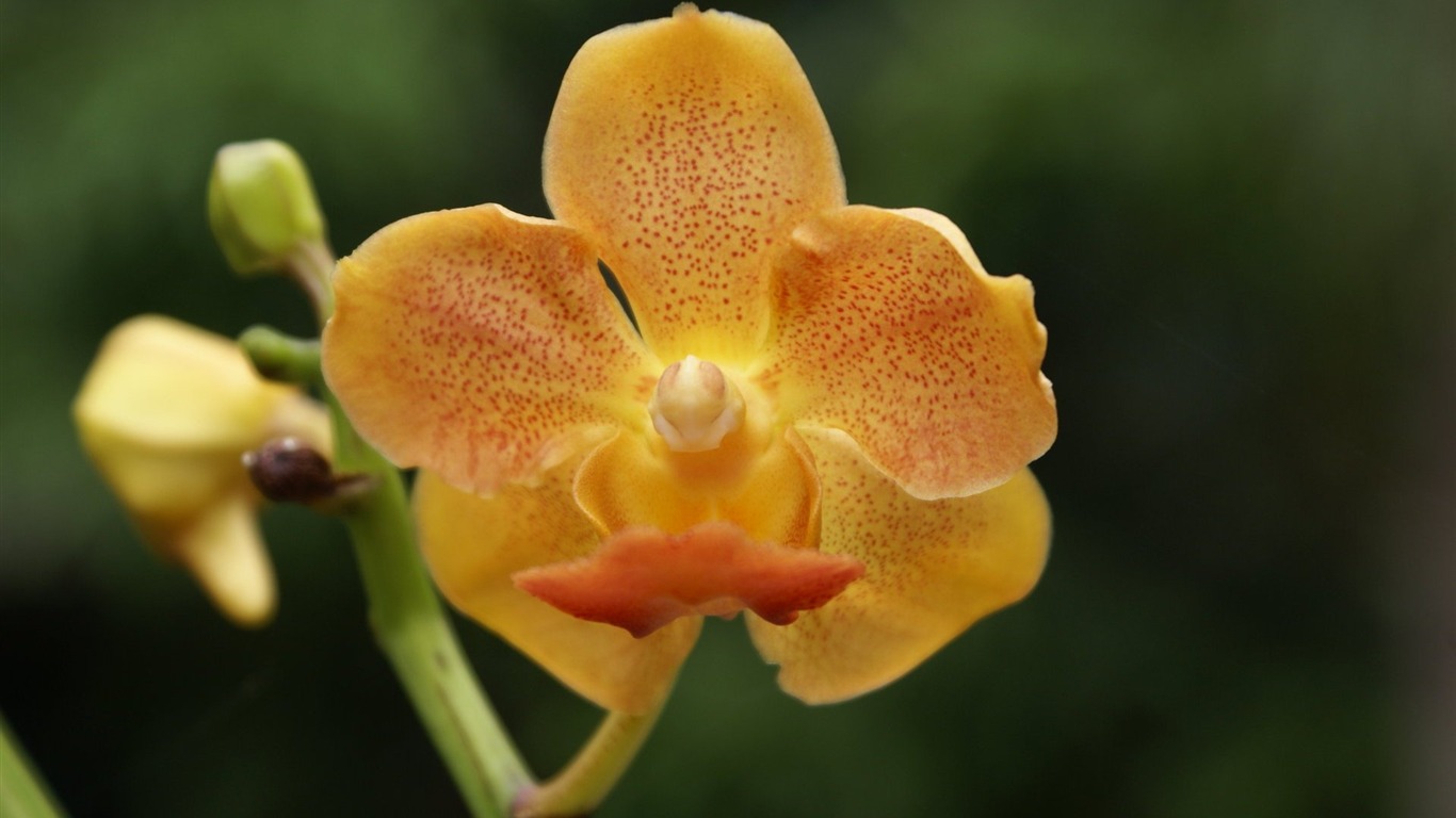 Орхидея обои фото (2) #15 - 1366x768