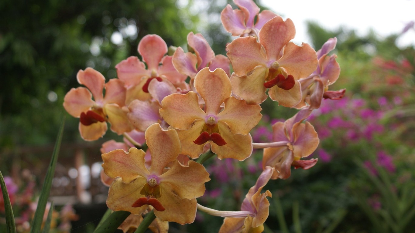 Орхидея обои фото (2) #17 - 1366x768