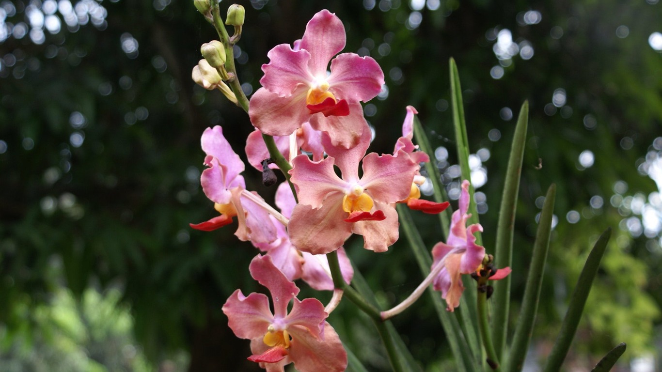Орхидея обои фото (2) #18 - 1366x768