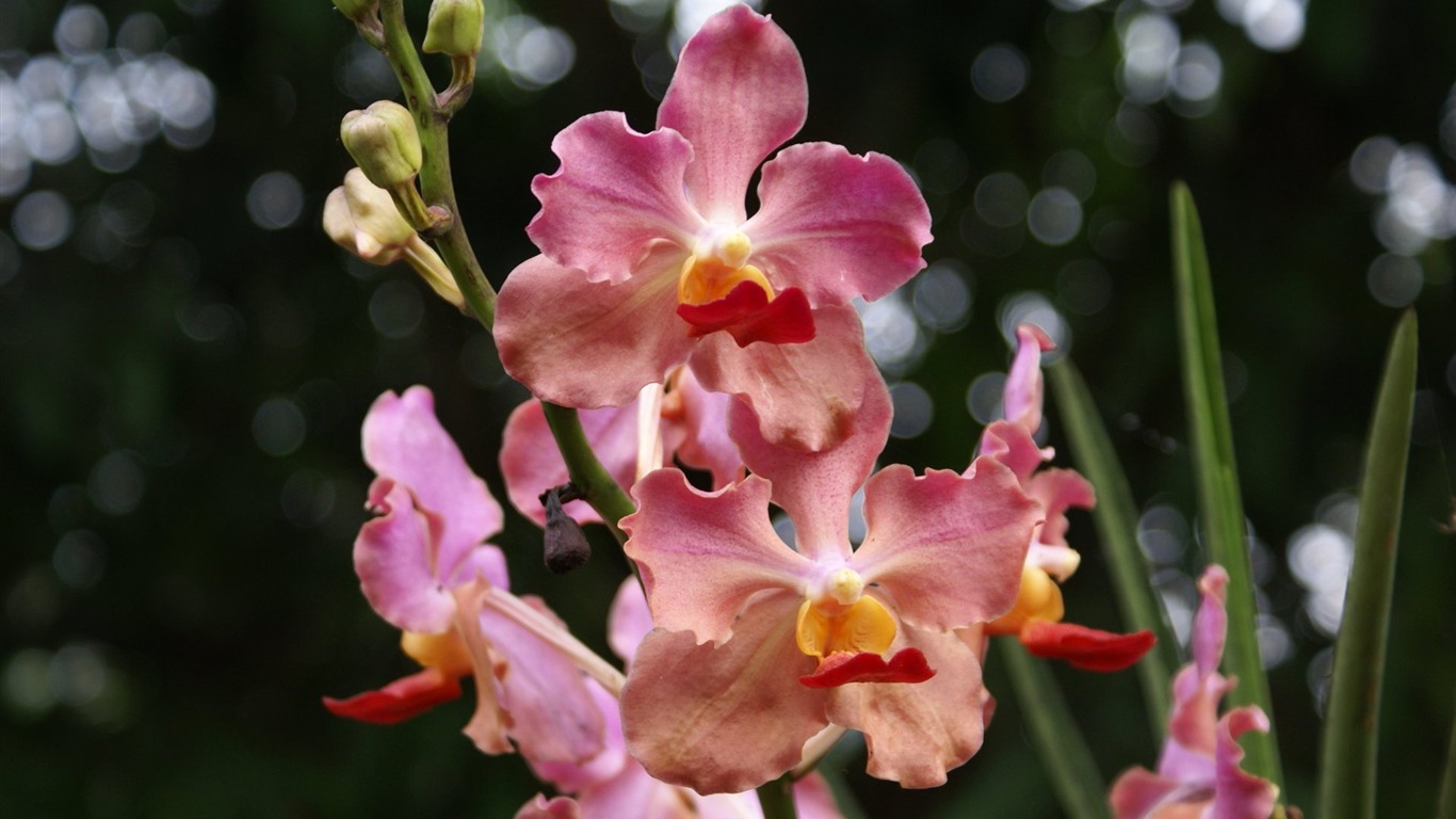 Орхидея обои фото (2) #19 - 1366x768