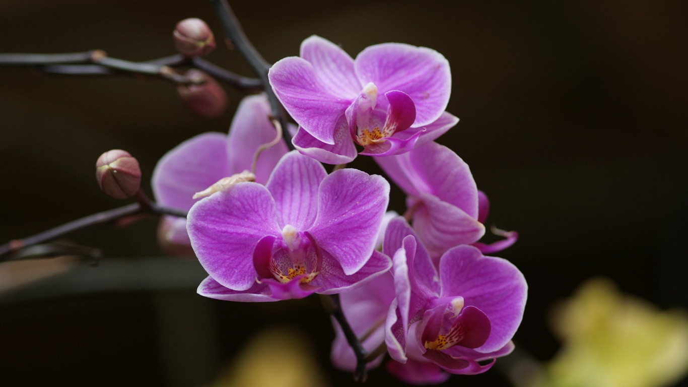 Орхидея обои фото (2) #20 - 1366x768