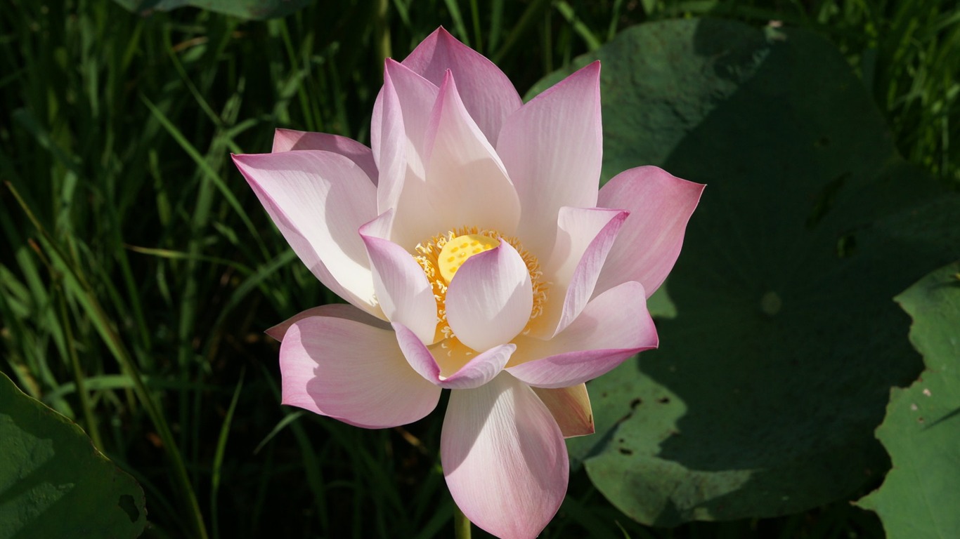 Lotus tapety foto (2) #13 - 1366x768