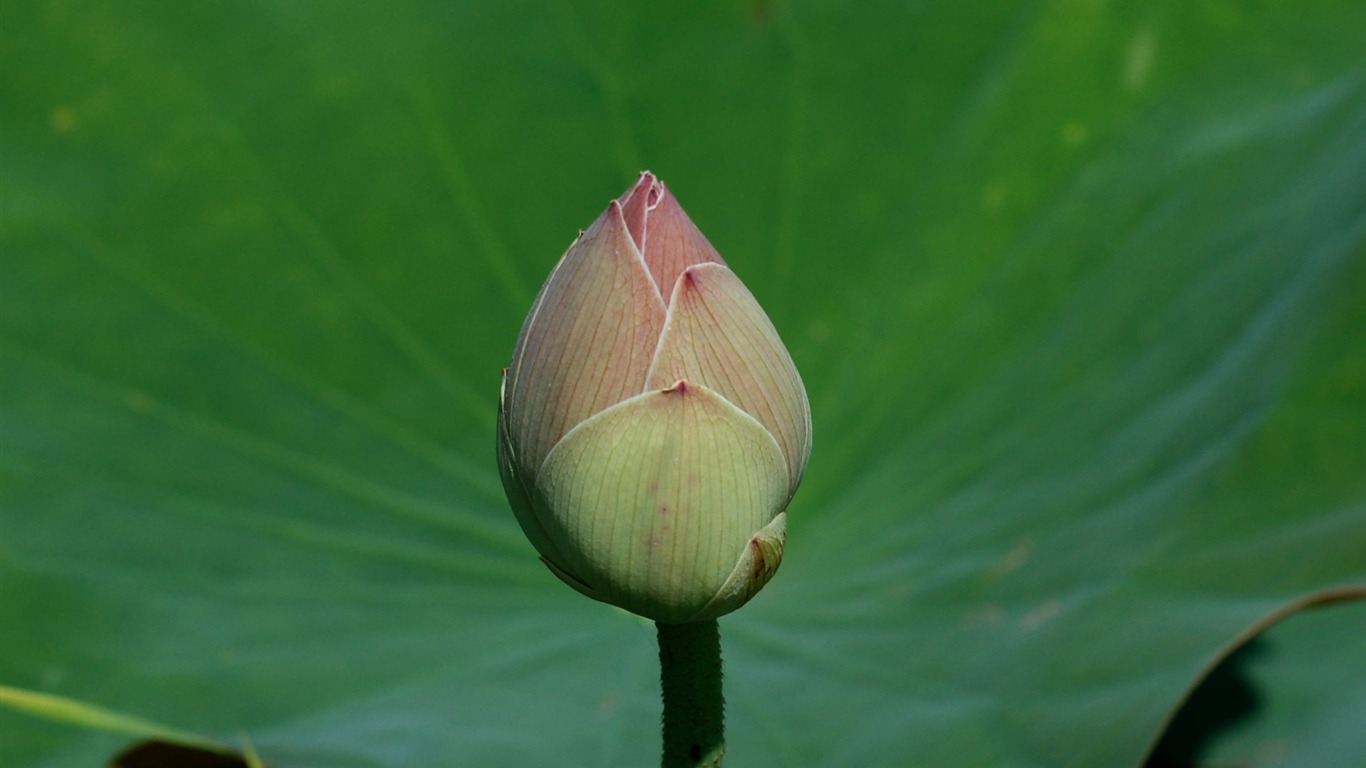 Lotus Fototapete (2) #14 - 1366x768