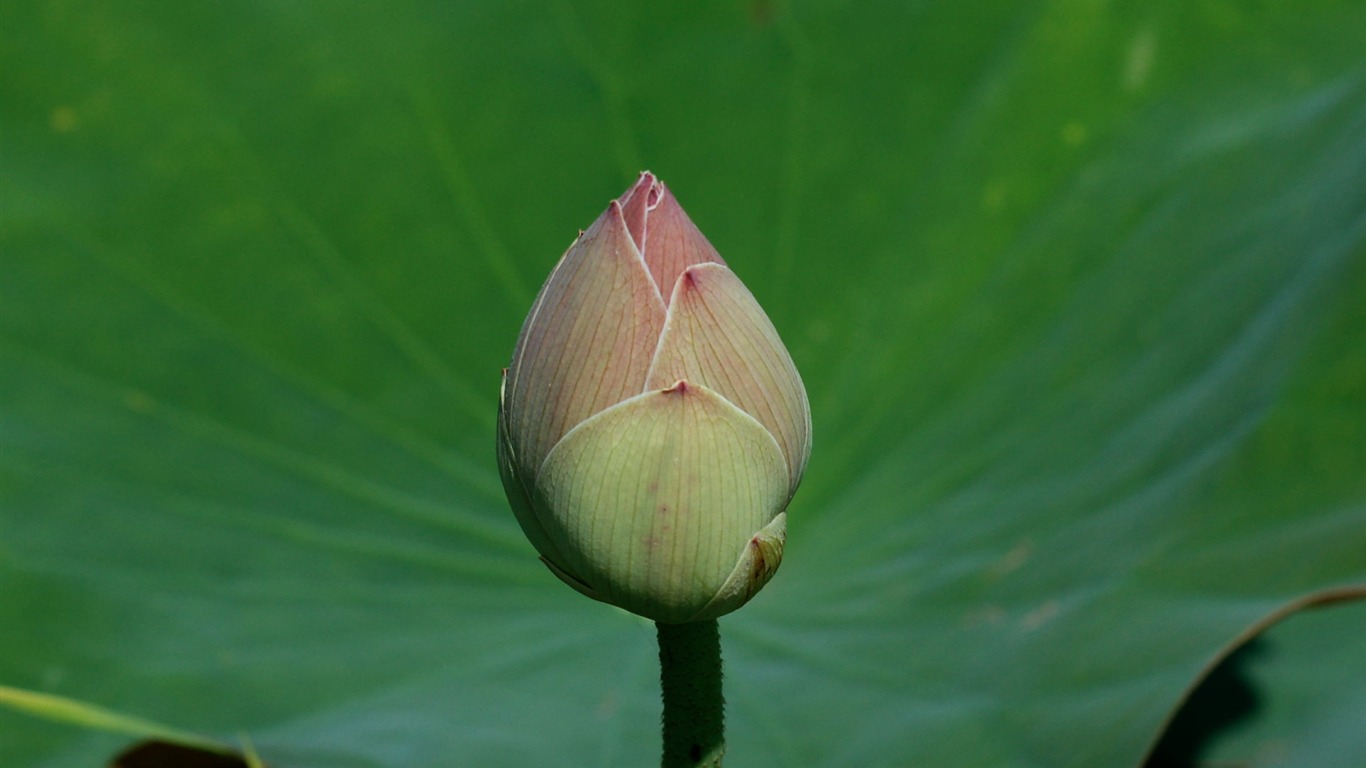 Lotus photo wallpaper (2) #14 - 1366x768