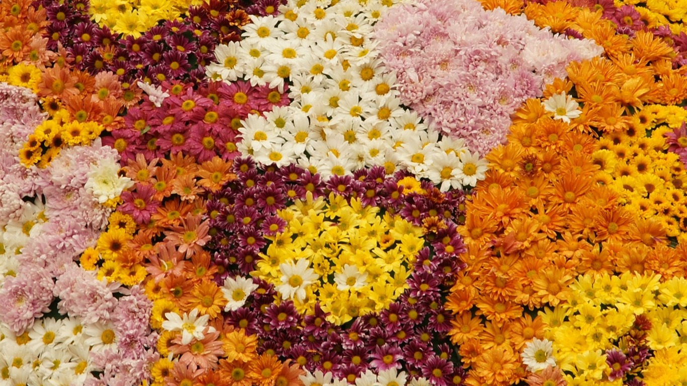七彩花朵裝飾 壁紙(一) #3 - 1366x768