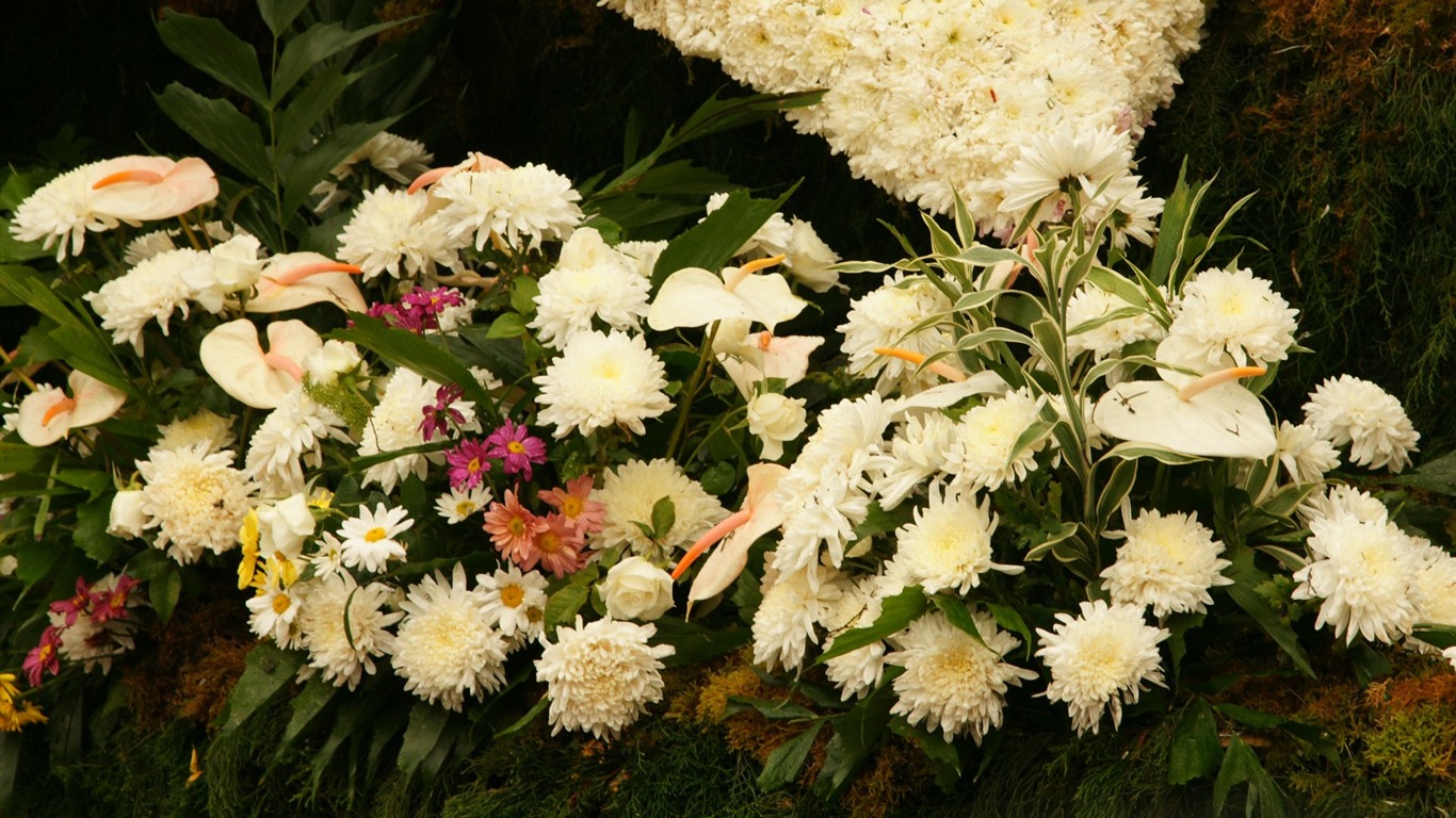 fleurs colorées décorent fond d'écran (1) #7 - 1366x768