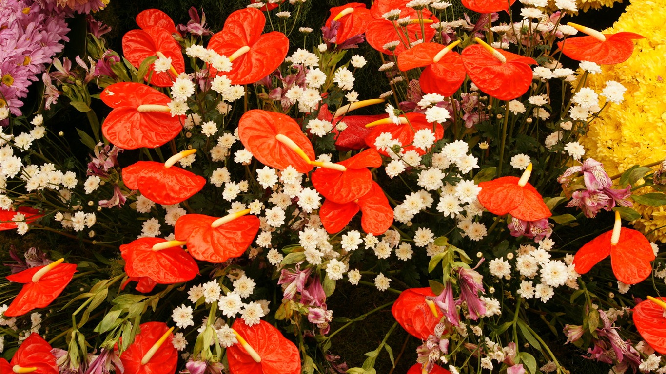 fleurs colorées décorent fond d'écran (3) #13 - 1366x768