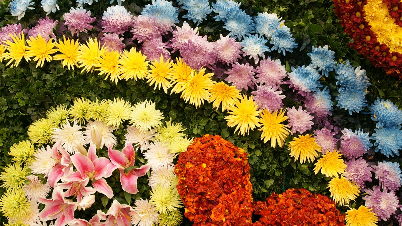 Barevné květy zdobí tapety (4) #1 - 1366x768