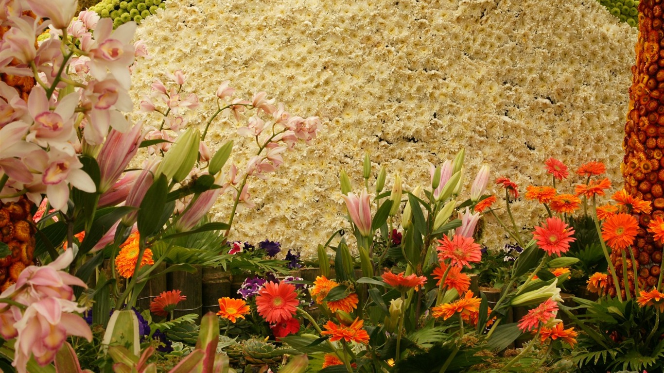 Širokoúhlý tapety květiny close-up (31) #17 - 1366x768
