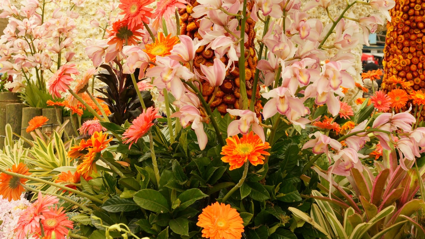 Širokoúhlý tapety květiny close-up (31) #18 - 1366x768
