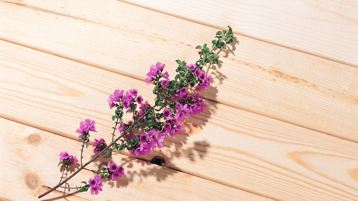 fonds d'écran à base de plantes et la vie #13 - 1366x768