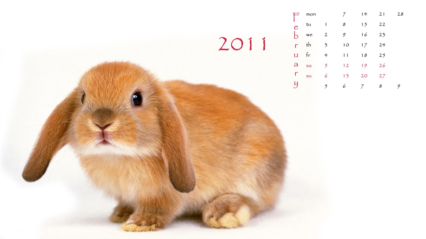 Año del Conejo fondos de escritorio calendario 2011 (1) #1 - 1366x768
