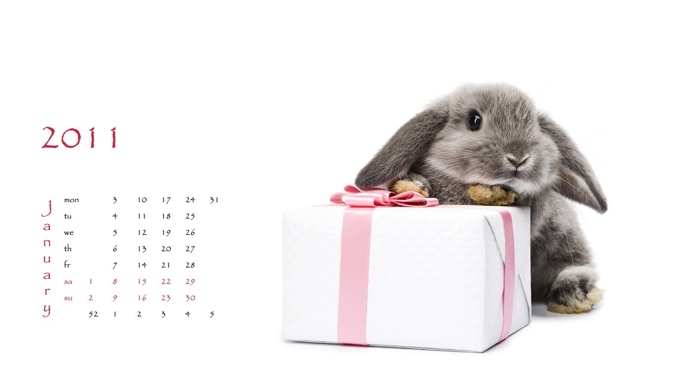 Año del Conejo fondos de escritorio calendario 2011 (1) #2 - 1366x768