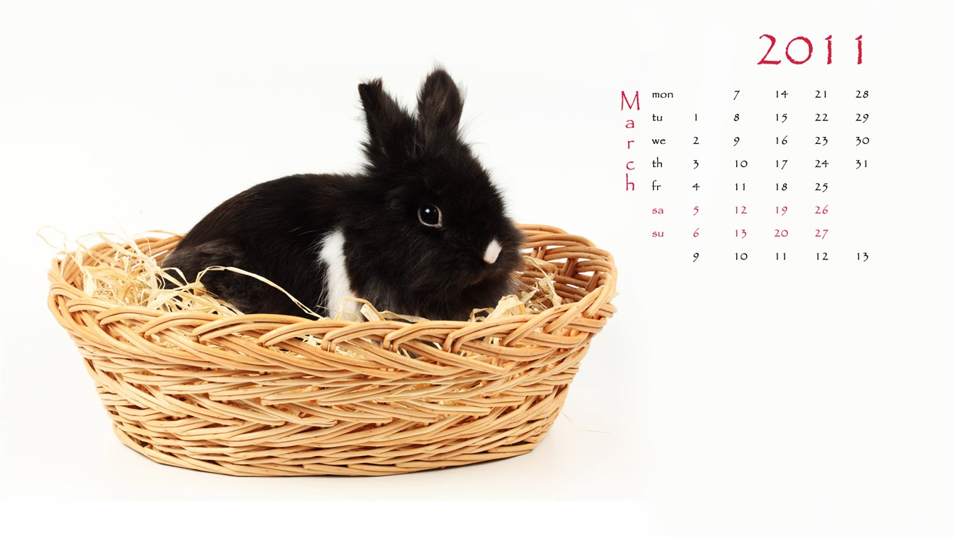 Año del Conejo fondos de escritorio calendario 2011 (1) #3 - 1366x768