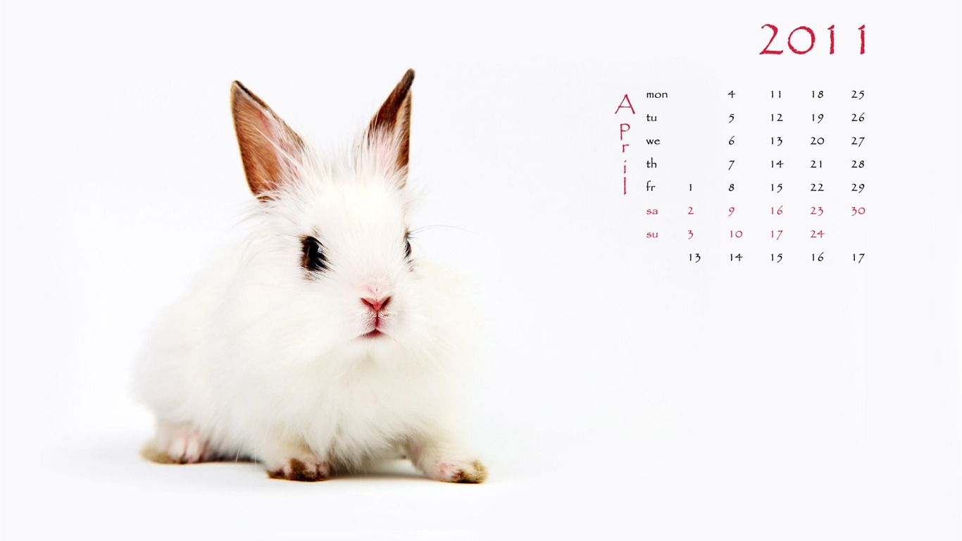 Année du papier peint Rabbit calendrier 2011 (1) #4 - 1366x768