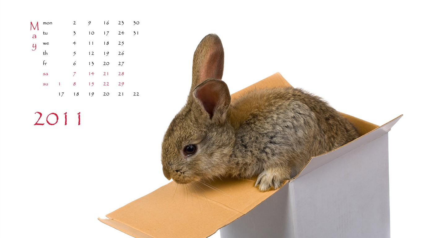 Año del Conejo fondos de escritorio calendario 2011 (1) #5 - 1366x768