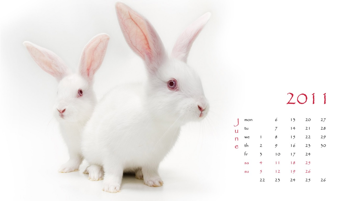 Year of the Rabbit 2011 calendar wallpaper (1) #6 - 1366x768