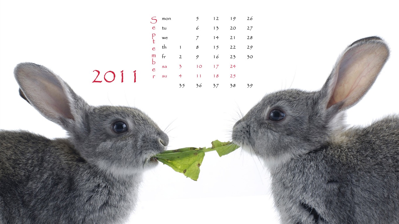 Год Кролика 2011 календарь обои (1) #9 - 1366x768