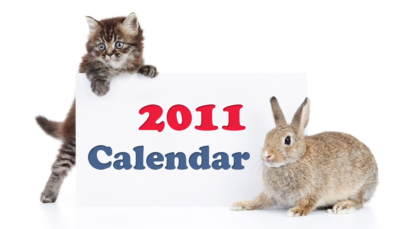 Année du papier peint Rabbit calendrier 2011 (1) #13 - 1366x768