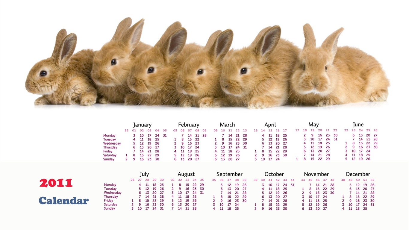 Année du papier peint Rabbit calendrier 2011 (1) #14 - 1366x768