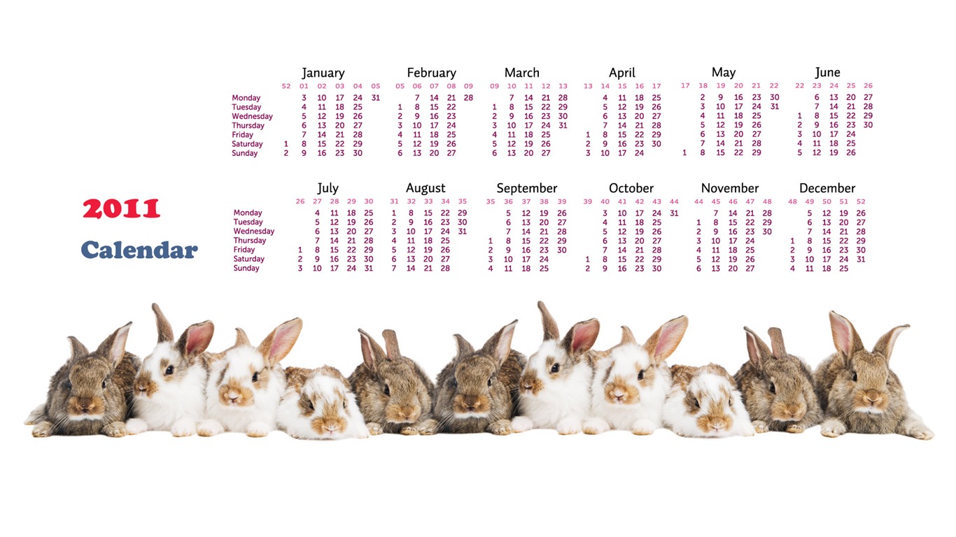 Année du papier peint Rabbit calendrier 2011 (1) #15 - 1366x768