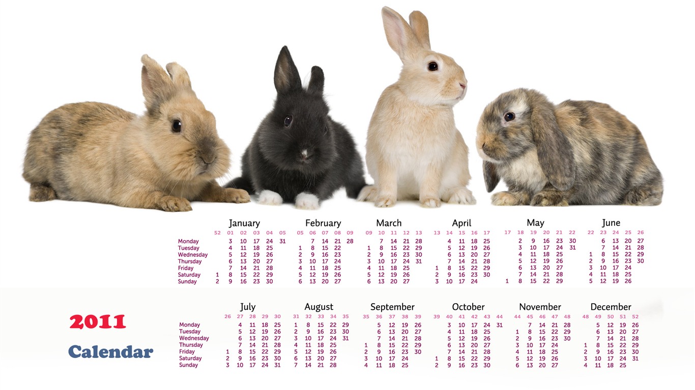Year of the Rabbit 2011 calendar wallpaper (1) #16 - 1366x768