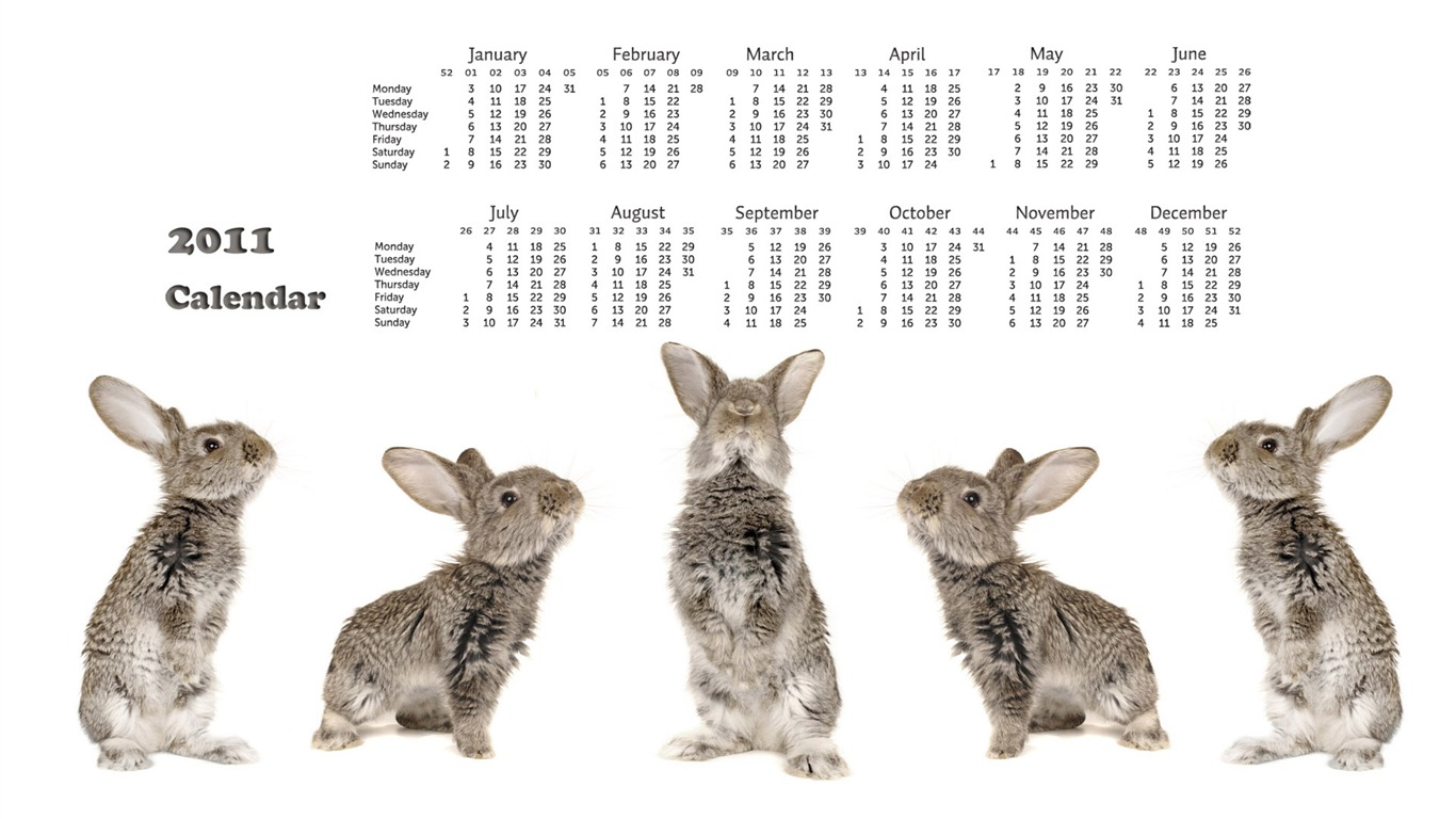 Year of the Rabbit 2011 calendar wallpaper (1) #18 - 1366x768