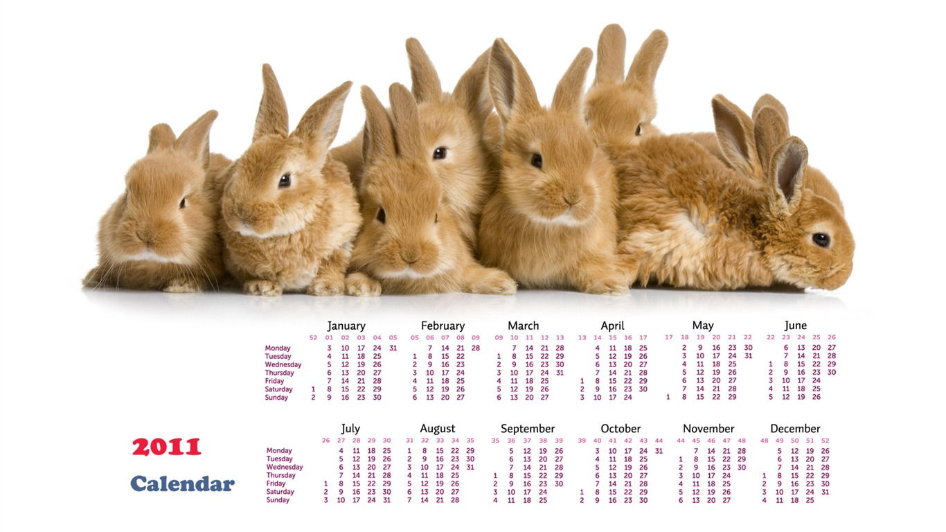 Année du papier peint Rabbit calendrier 2011 (1) #20 - 1366x768