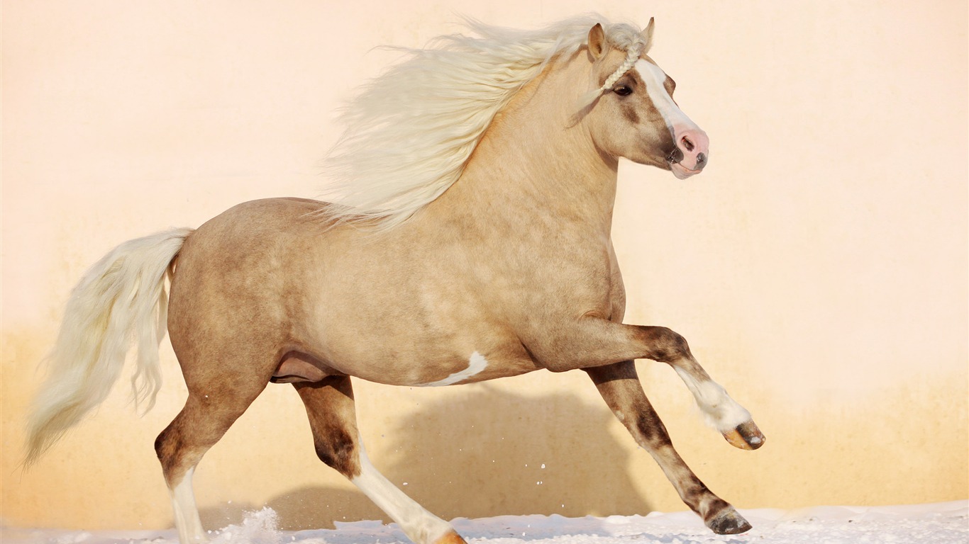 Супер лошадь фото обои (1) #10 - 1366x768