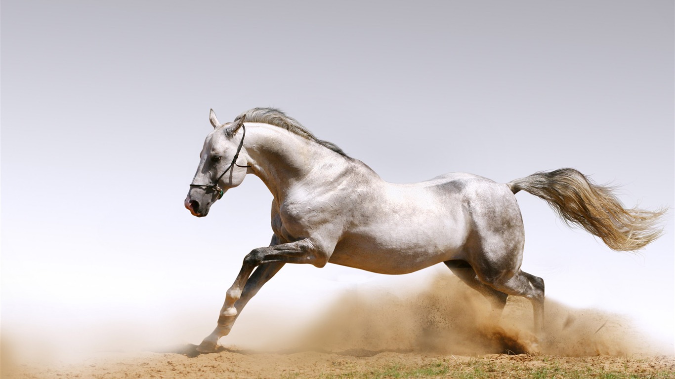 Супер лошадь фото обои (1) #17 - 1366x768