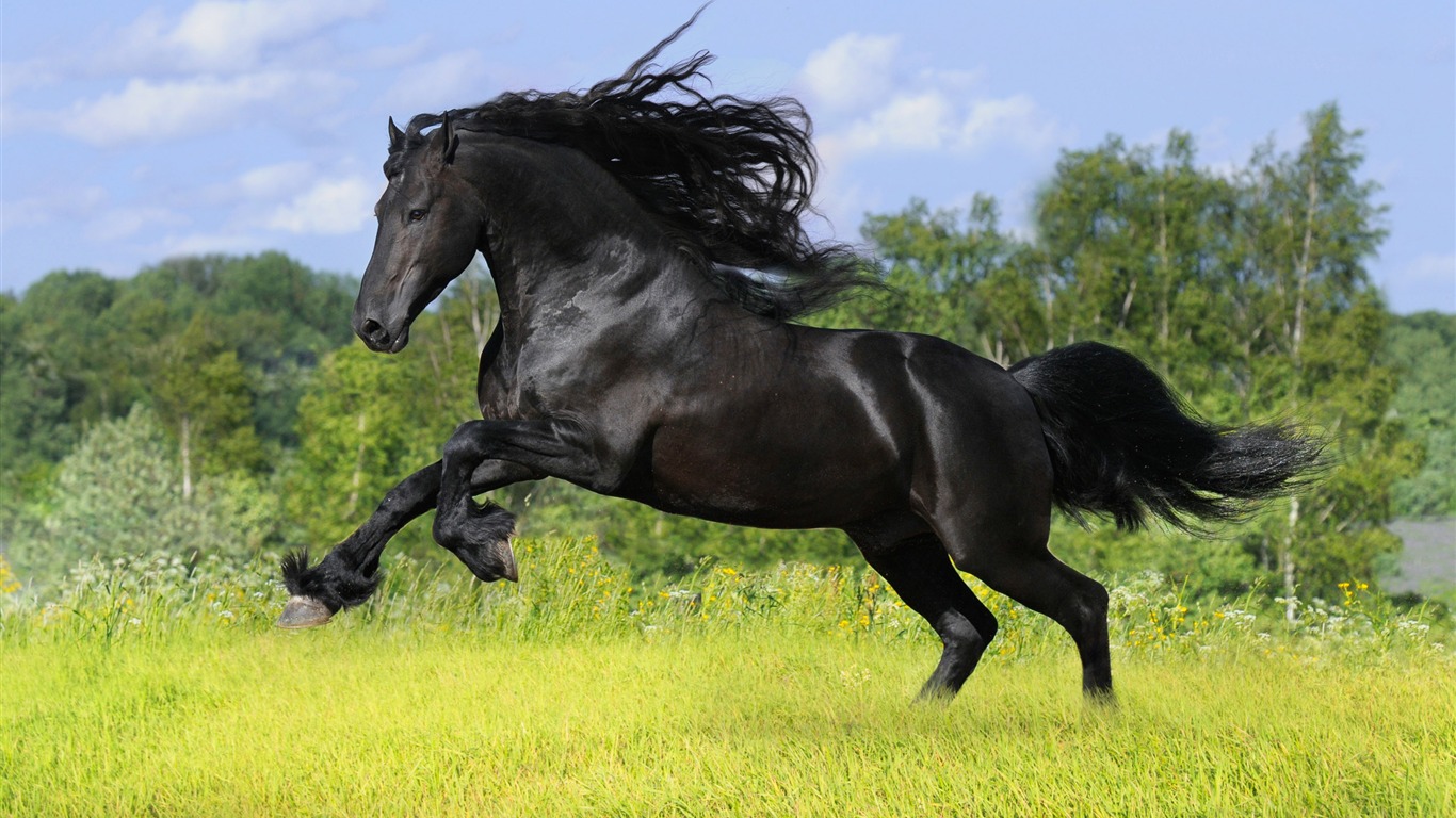 Супер лошадь фото обои (1) #20 - 1366x768