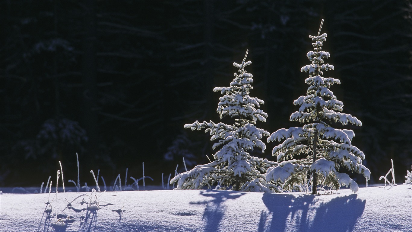 Snow Widescreen-Wallpaper (4) #8 - 1366x768