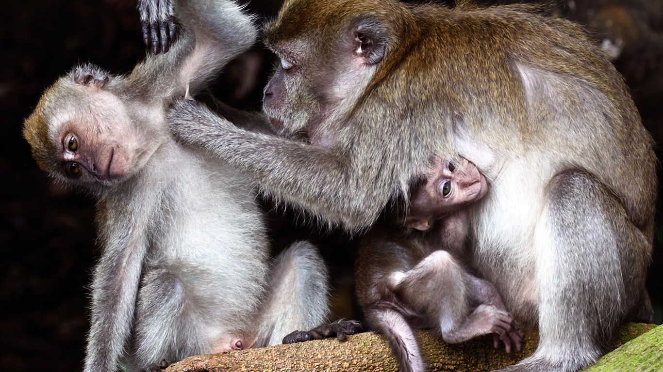 National Geographic животных обои альбом (8) #16 - 1366x768