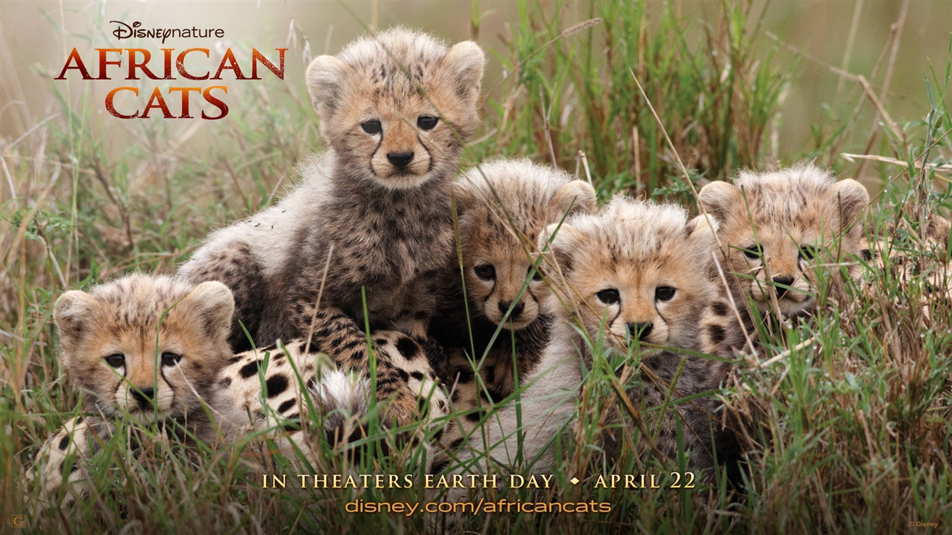 Африканский Кошки: Королевство мужество обои #1 - 1366x768