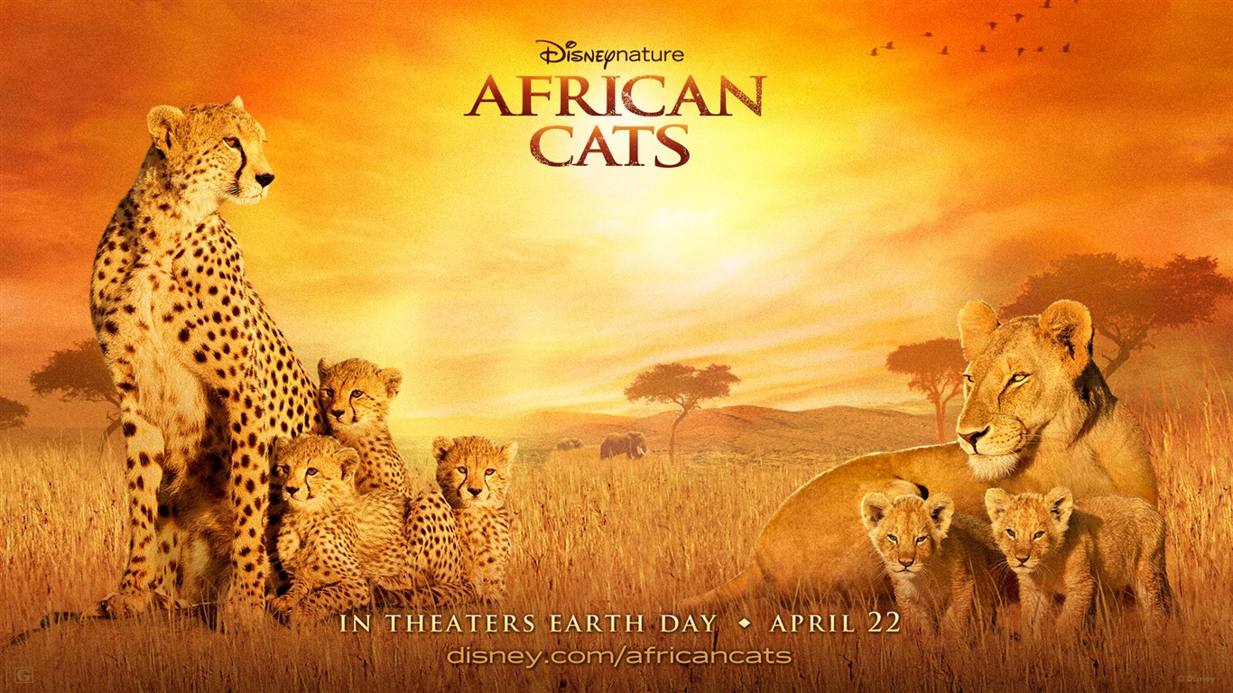 Африканский Кошки: Королевство мужество обои #3 - 1366x768