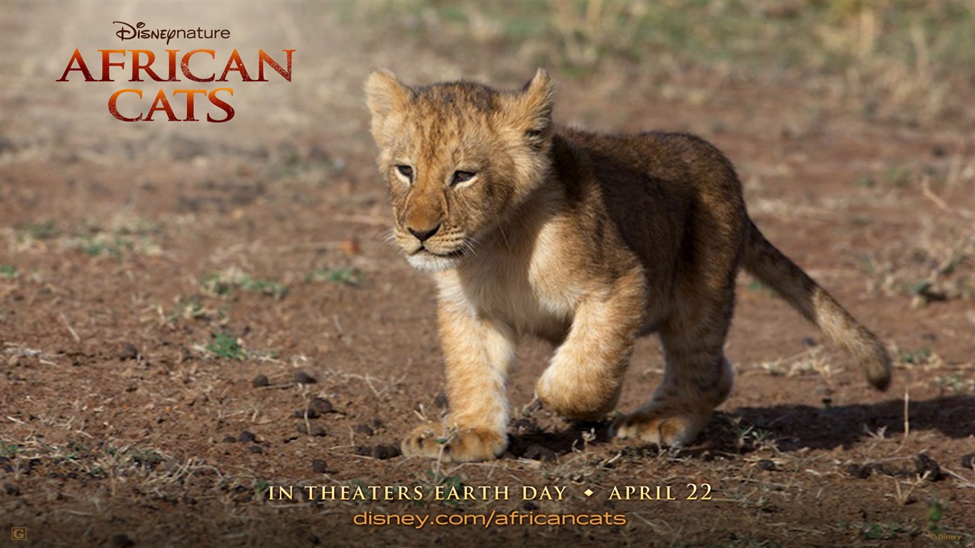 African Cats: Kingdom of Courage wallpapers #4 - 1366x768